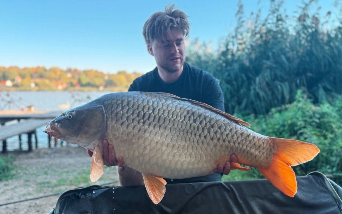 Karp 21,700 kg złowiony na kule Boss2 Szatan Carp Servis Václavík na łowisku Harsányi Horgásztó